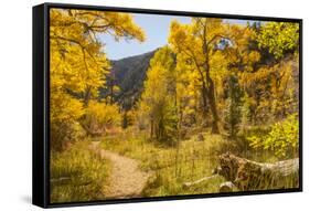 USA, Colorado, Grizzly Creek Trail. Cottonwood trees in fall color.-Jaynes Gallery-Framed Stretched Canvas