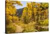 USA, Colorado, Grizzly Creek Trail. Cottonwood trees in fall color.-Jaynes Gallery-Stretched Canvas