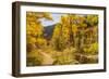 USA, Colorado, Grizzly Creek Trail. Cottonwood trees in fall color.-Jaynes Gallery-Framed Photographic Print