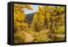 USA, Colorado, Grizzly Creek Trail. Cottonwood trees in fall color.-Jaynes Gallery-Framed Stretched Canvas