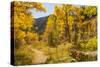 USA, Colorado, Grizzly Creek Trail. Cottonwood trees in fall color.-Jaynes Gallery-Stretched Canvas