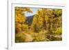 USA, Colorado, Grizzly Creek Trail. Cottonwood trees in fall color.-Jaynes Gallery-Framed Photographic Print