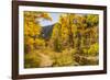 USA, Colorado, Grizzly Creek Trail. Cottonwood trees in fall color.-Jaynes Gallery-Framed Photographic Print