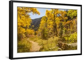 USA, Colorado, Grizzly Creek Trail. Cottonwood trees in fall color.-Jaynes Gallery-Framed Photographic Print