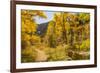 USA, Colorado, Grizzly Creek Trail. Cottonwood trees in fall color.-Jaynes Gallery-Framed Photographic Print