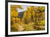 USA, Colorado, Grizzly Creek Trail. Cottonwood trees in fall color.-Jaynes Gallery-Framed Photographic Print