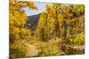 USA, Colorado, Grizzly Creek Trail. Cottonwood trees in fall color.-Jaynes Gallery-Mounted Photographic Print