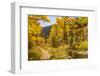 USA, Colorado, Grizzly Creek Trail. Cottonwood trees in fall color.-Jaynes Gallery-Framed Photographic Print