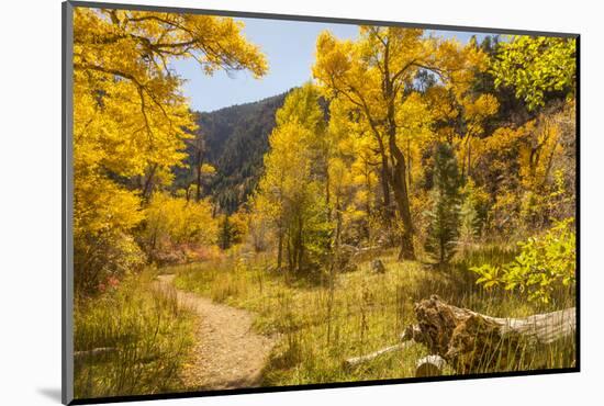 USA, Colorado, Grizzly Creek Trail. Cottonwood trees in fall color.-Jaynes Gallery-Mounted Photographic Print