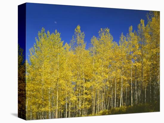 USA, Colorado, Gunnison National Forest. Autumn Colored Aspen Grove Beneath Moon and Blue Sky-John Barger-Stretched Canvas