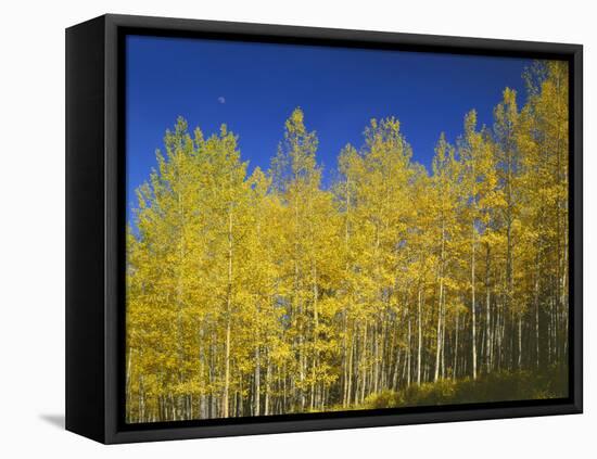 USA, Colorado, Gunnison National Forest. Autumn Colored Aspen Grove Beneath Moon and Blue Sky-John Barger-Framed Stretched Canvas