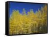 USA, Colorado, Gunnison National Forest. Autumn Colored Aspen Grove Beneath Moon and Blue Sky-John Barger-Framed Stretched Canvas