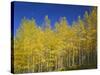 USA, Colorado, Gunnison National Forest. Autumn Colored Aspen Grove Beneath Moon and Blue Sky-John Barger-Stretched Canvas