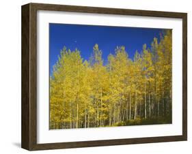 USA, Colorado, Gunnison National Forest. Autumn Colored Aspen Grove Beneath Moon and Blue Sky-John Barger-Framed Photographic Print