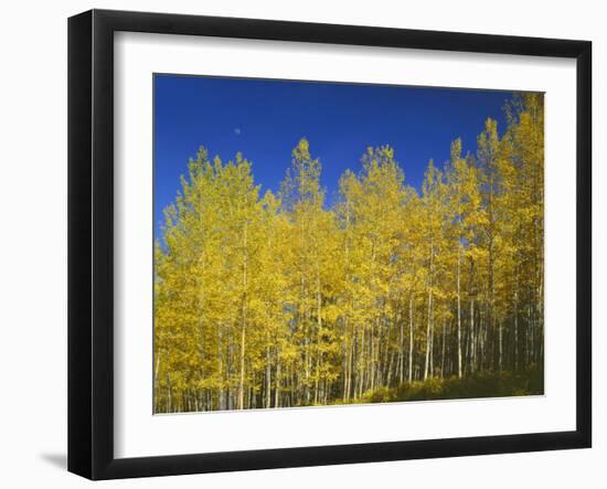 USA, Colorado, Gunnison National Forest. Autumn Colored Aspen Grove Beneath Moon and Blue Sky-John Barger-Framed Photographic Print