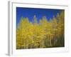 USA, Colorado, Gunnison National Forest. Autumn Colored Aspen Grove Beneath Moon and Blue Sky-John Barger-Framed Photographic Print