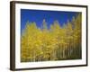 USA, Colorado, Gunnison National Forest. Autumn Colored Aspen Grove Beneath Moon and Blue Sky-John Barger-Framed Photographic Print