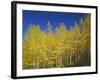 USA, Colorado, Gunnison National Forest. Autumn Colored Aspen Grove Beneath Moon and Blue Sky-John Barger-Framed Photographic Print