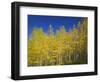 USA, Colorado, Gunnison National Forest. Autumn Colored Aspen Grove Beneath Moon and Blue Sky-John Barger-Framed Photographic Print