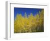 USA, Colorado, Gunnison National Forest. Autumn Colored Aspen Grove Beneath Moon and Blue Sky-John Barger-Framed Photographic Print