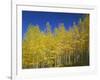 USA, Colorado, Gunnison National Forest. Autumn Colored Aspen Grove Beneath Moon and Blue Sky-John Barger-Framed Photographic Print