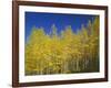 USA, Colorado, Gunnison National Forest. Autumn Colored Aspen Grove Beneath Moon and Blue Sky-John Barger-Framed Photographic Print