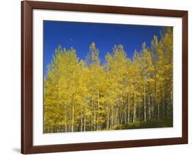 USA, Colorado, Gunnison National Forest. Autumn Colored Aspen Grove Beneath Moon and Blue Sky-John Barger-Framed Photographic Print