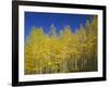 USA, Colorado, Gunnison National Forest. Autumn Colored Aspen Grove Beneath Moon and Blue Sky-John Barger-Framed Photographic Print