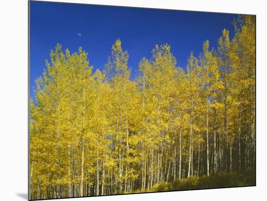 USA, Colorado, Gunnison National Forest. Autumn Colored Aspen Grove Beneath Moon and Blue Sky-John Barger-Mounted Photographic Print