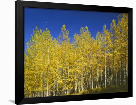 USA, Colorado, Gunnison National Forest. Autumn Colored Aspen Grove Beneath Moon and Blue Sky-John Barger-Framed Photographic Print