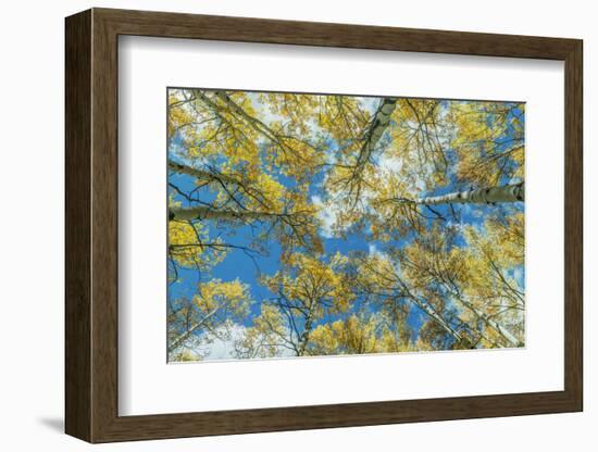 Usa, Colorado, Gunnison National Forest, Looking up in an Autumn Aspen Grove-Rob Tilley-Framed Photographic Print