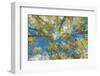 Usa, Colorado, Gunnison National Forest, Looking up in an Autumn Aspen Grove-Rob Tilley-Framed Photographic Print