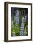 USA, Colorado, Gunnison National Forest. Lupine flowers in San Juan Mountains.-Jaynes Gallery-Framed Photographic Print