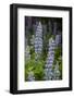 USA, Colorado, Gunnison National Forest. Lupine flowers in San Juan Mountains.-Jaynes Gallery-Framed Photographic Print