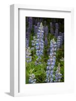 USA, Colorado, Gunnison National Forest. Lupine flowers in San Juan Mountains.-Jaynes Gallery-Framed Photographic Print