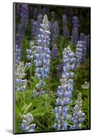 USA, Colorado, Gunnison National Forest. Lupine flowers in San Juan Mountains.-Jaynes Gallery-Mounted Photographic Print