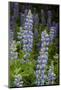 USA, Colorado, Gunnison National Forest. Lupine flowers in San Juan Mountains.-Jaynes Gallery-Mounted Photographic Print