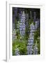 USA, Colorado, Gunnison National Forest. Lupine flowers in San Juan Mountains.-Jaynes Gallery-Framed Photographic Print