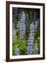 USA, Colorado, Gunnison National Forest. Lupine flowers in San Juan Mountains.-Jaynes Gallery-Framed Photographic Print