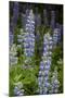 USA, Colorado, Gunnison National Forest. Lupine flowers in San Juan Mountains.-Jaynes Gallery-Mounted Photographic Print