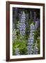 USA, Colorado, Gunnison National Forest. Lupine flowers in San Juan Mountains.-Jaynes Gallery-Framed Photographic Print