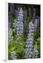 USA, Colorado, Gunnison National Forest. Lupine flowers in San Juan Mountains.-Jaynes Gallery-Framed Premium Photographic Print