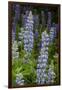 USA, Colorado, Gunnison National Forest. Lupine flowers in San Juan Mountains.-Jaynes Gallery-Framed Premium Photographic Print