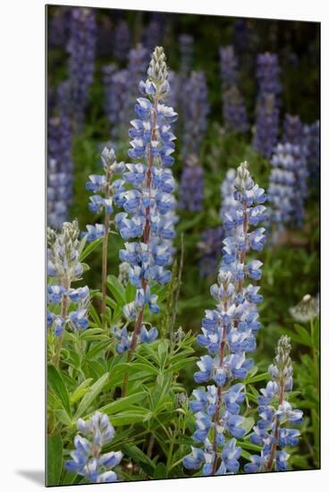 USA, Colorado, Gunnison National Forest. Lupine flowers in San Juan Mountains.-Jaynes Gallery-Mounted Premium Photographic Print