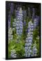 USA, Colorado, Gunnison National Forest. Lupine flowers in San Juan Mountains.-Jaynes Gallery-Framed Premium Photographic Print