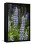 USA, Colorado, Gunnison National Forest. Lupine flowers in San Juan Mountains.-Jaynes Gallery-Framed Stretched Canvas