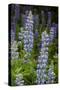 USA, Colorado, Gunnison National Forest. Lupine flowers in San Juan Mountains.-Jaynes Gallery-Stretched Canvas