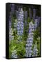 USA, Colorado, Gunnison National Forest. Lupine flowers in San Juan Mountains.-Jaynes Gallery-Framed Stretched Canvas