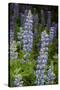 USA, Colorado, Gunnison National Forest. Lupine flowers in San Juan Mountains.-Jaynes Gallery-Stretched Canvas