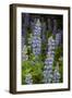 USA, Colorado, Gunnison National Forest. Lupine flowers in San Juan Mountains.-Jaynes Gallery-Framed Photographic Print